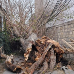 <p><b>Bakıda güclü külək ağacı yüksək gərginlikli elektrik xəttinin üzərinə aşırıb&nbsp;</b></p>