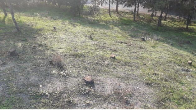 <p><b>Ağacları qurudub,sonra kəsirlər - <font color="#ff0000">Suraxanıdan ŞİKAYƏT</font></b></p>