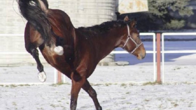 <p><b>&nbsp;"Runeway House" istirahət mərkəzində at uşağı vurdu</b></p>