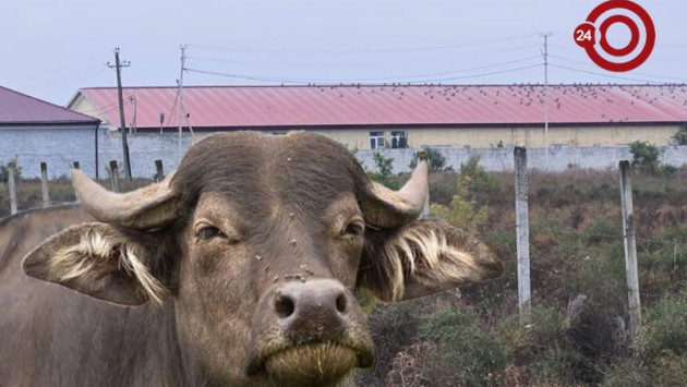 <p><b>İcra başçısı camış işinə baxırmış  - <font color="#ff0000">FOTO+VİDEO</font></b></p>